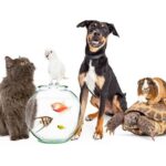 تسوق مستلزمات الحيوانات اون لاين  متجر saifpets