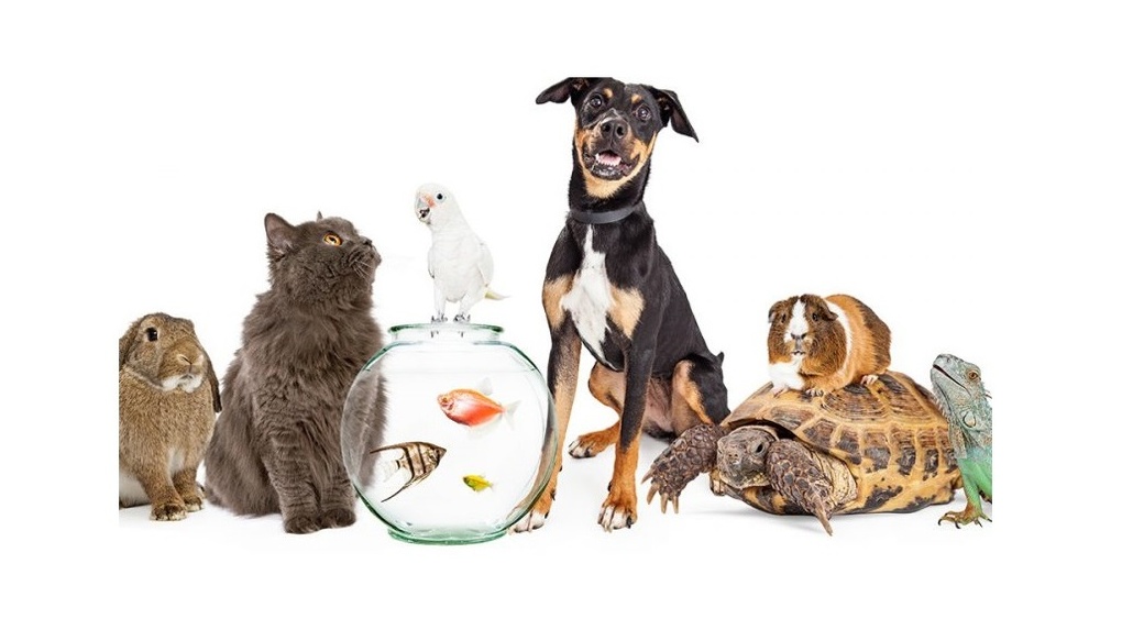 تسوق مستلزمات الحيوانات اون لاين  متجر saifpets